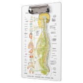 Autonoom Zenuwstelsel Doctoren Office Klembord (Links)