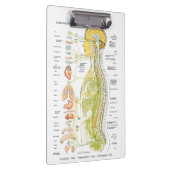 Autonoom Zenuwstelsel Doctoren Office Klembord (Rechts)