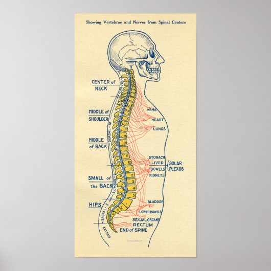 Autonoom zenuwstelsel, ruggenmergzenuwen poster (Voorkant)