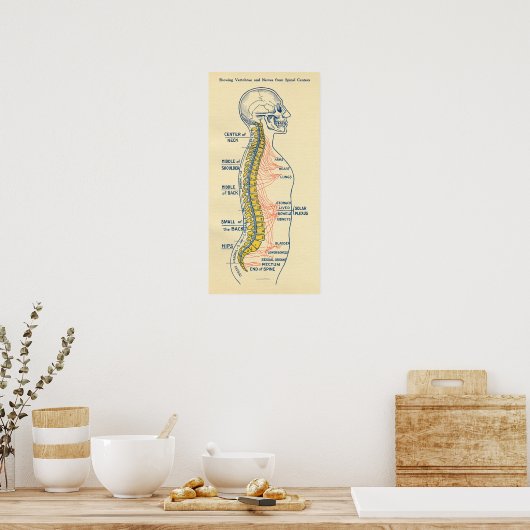 Autonoom zenuwstelsel, ruggenmergzenuwen poster (Keuken)