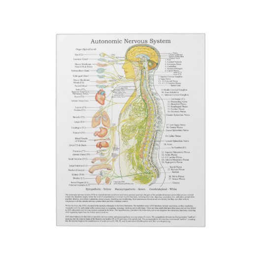 Autonoom zenuwstelsel Scheur uit de hand Notitieblok (Gedraaid)