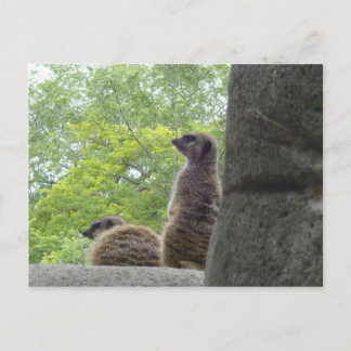 Autre carte postale Meerkat