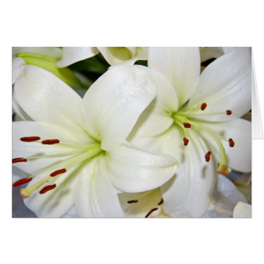 Autres Lys blancs (Devant horizontal)