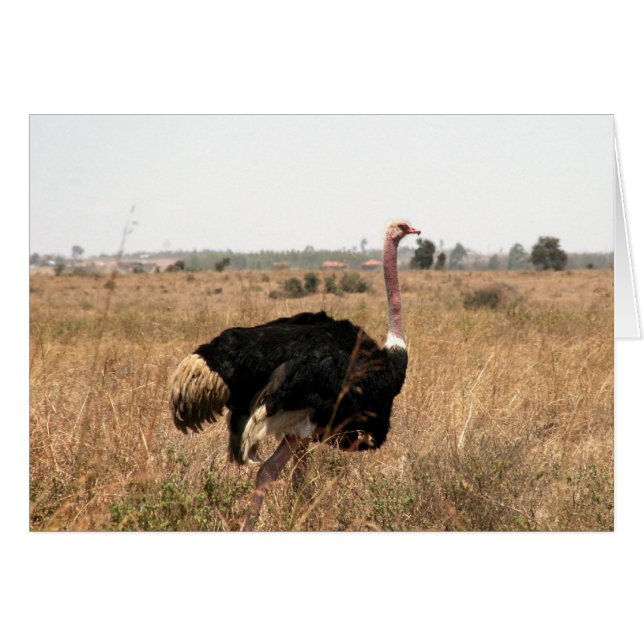 autruche (Devant horizontal)