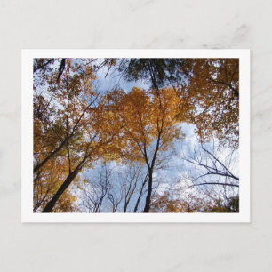 Autum Colors en Sky Briefkaart