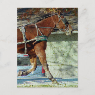 Autumn Amish Buggy Horse Briefkaart
