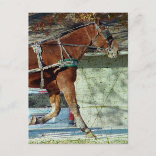 Autumn Amish Buggy Horse Briefkaart (Voorkant)