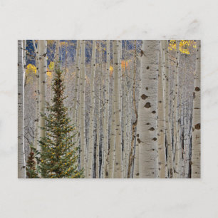 Autumn Aspen Groves   Rocky Mountains Colorado Briefkaart