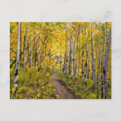 Autumn Aspen Tree Forest Briefkaart (Voorkant)