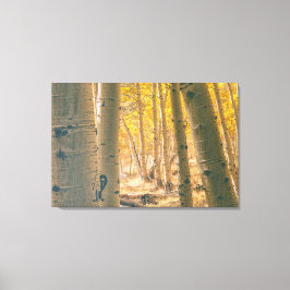 Autumn Aspens Canvas Afdruk