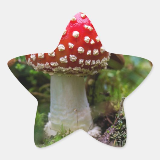 Autumn Beauty Ster Sticker (Voorkant)