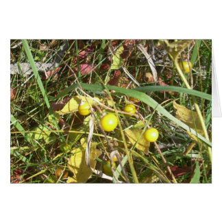 Autumn Berries