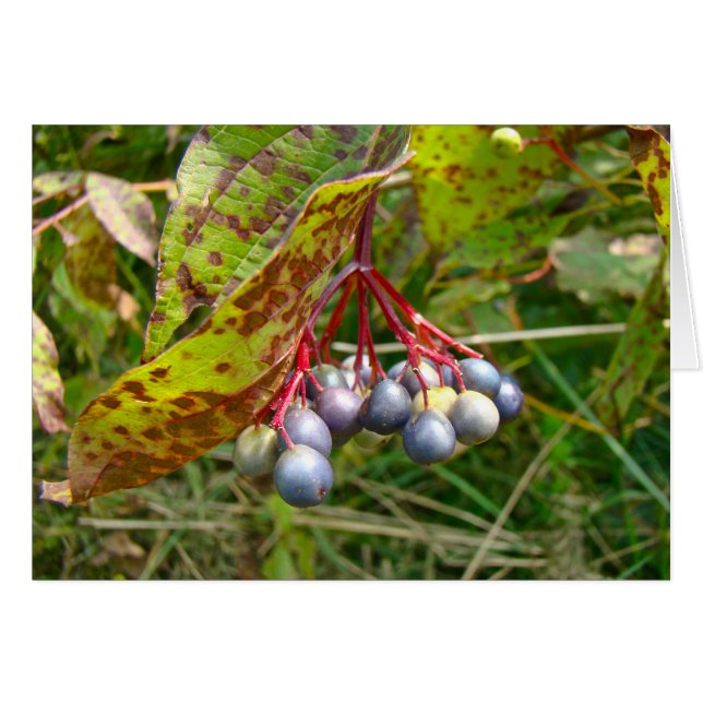 Autumn Berries (Voorkant Horizontaal)