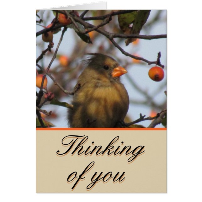 Autumn Cardinal (Voorkant)