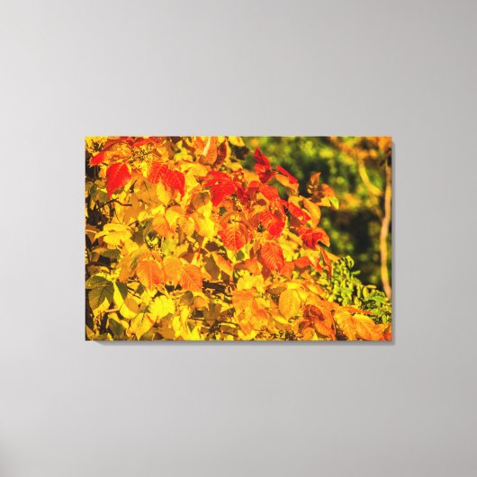 Autumn Cascade Canvas Afdruk (Voorkant)