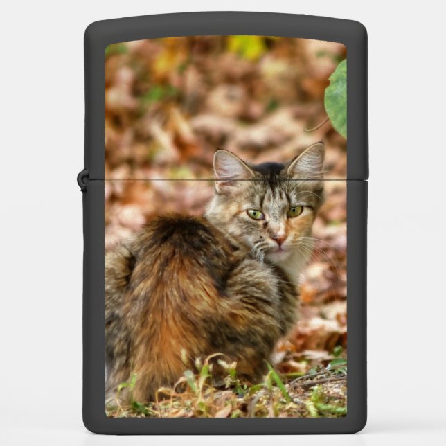 Autumn Cat (Voorkant)
