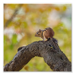 Autumn Chipmunk Foto Afdruk