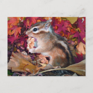 Autumn, chipmunk (foto) briefkaart