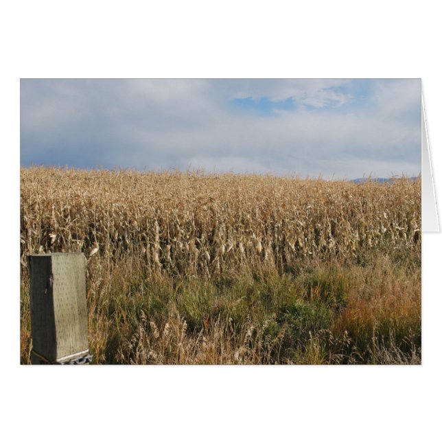 Autumn Corn Harvest (Voorkant Horizontaal)