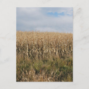 Autumn Corn Harvest Briefkaart