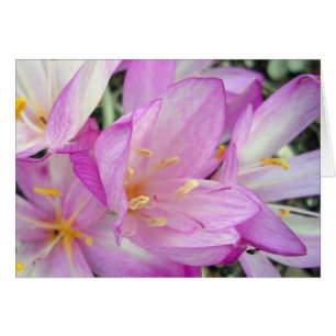 Autumn Crocus