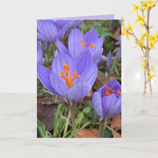 Autumn Crocus Blank Greeting Kaart (Gele Bloem)