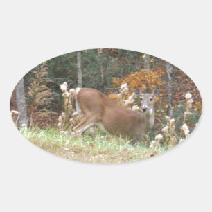 Autumn Deer in het Arrowadmeer GA Ovale Sticker