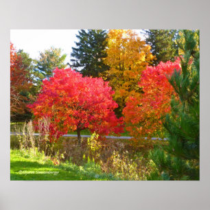 "AUTUMN DELIGHT" / HERFST KLEUR BIJ TOLEDO BOTANIC POSTER