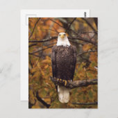 Autumn Eagle Foto Briefkaart (Voorkant / Achterkant)