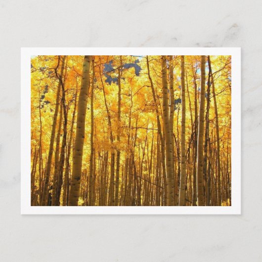 Autumn Foilage Briefkaart (Voorkant)