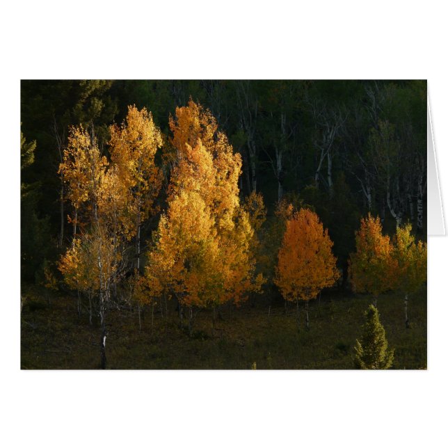 Autumn Foliage (Voorkant Horizontaal)