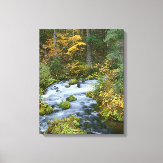 Autumn foliage & Douglas Fir Border Roaring River Canvas Afdruk (Voorkant)