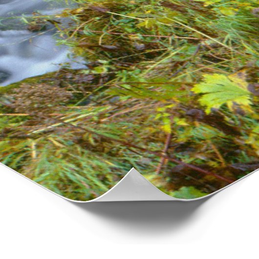 Autumn foliage & Douglas Fir Border Roaring River Poster (Hoek)