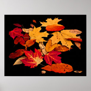 Autumn Foliage in Red Oranje Yellow Brown Poster