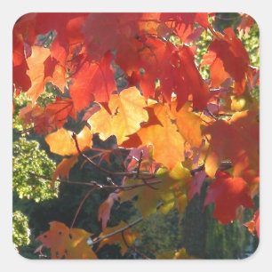 Autumn Foliage Vierkante Sticker