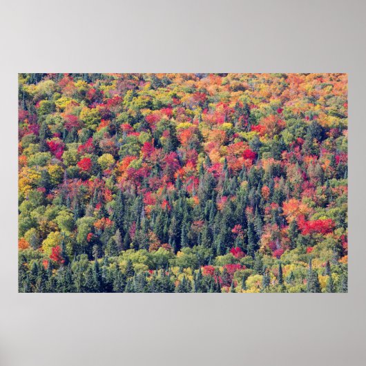 Autumn Forest Landscape Poster (Voorkant)