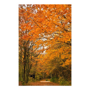 Autumn Forest Track Foto Afdruk