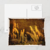 Autumn Grasses Briefkaart (Voorkant / Achterkant)