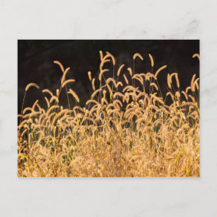 Autumn Grasses Briefkaart