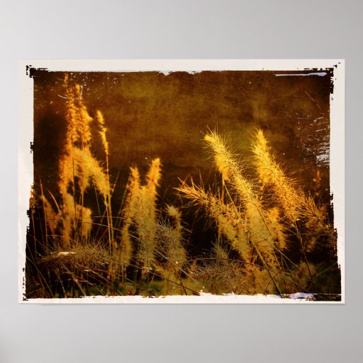Autumn Grasses Poster (Voorkant)
