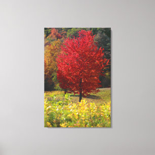 Autumn Home Gifts   Bladeren van rode mantels Canvas Afdruk