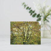 Autumn Horse Chestnut Tree Briefkaart (Staand voorkant)