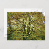 Autumn Horse Chestnut Tree Briefkaart (Voorkant / Achterkant)