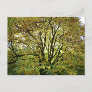 Autumn Horse Chestnut Tree Briefkaart