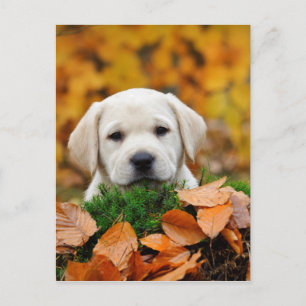 Autumn Labrador Briefkaart