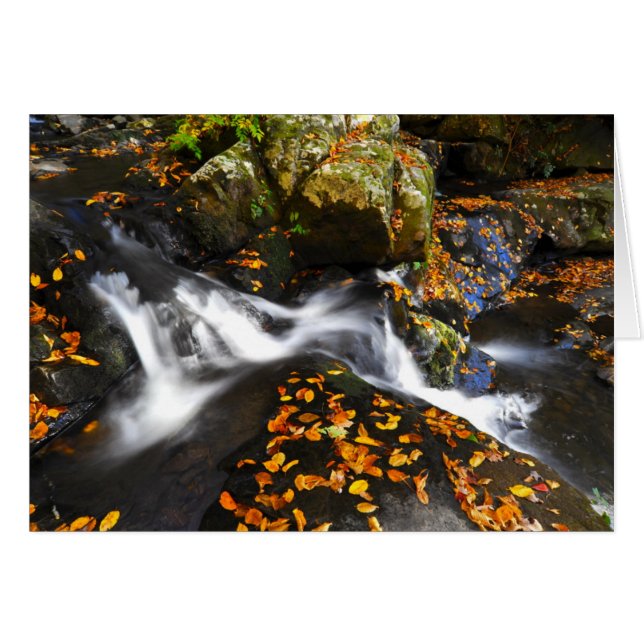 Autumn Landschap op Herfsten van Spruce Flats (Voorkant Horizontaal)