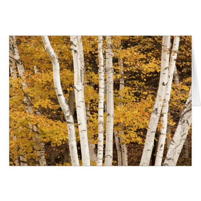 Autumn landschap, Vermont, Verenigde Staten (Voorkant Horizontaal)