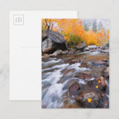 Autumn langs bisschop Creek, CA Briefkaart (Voorkant / Achterkant)