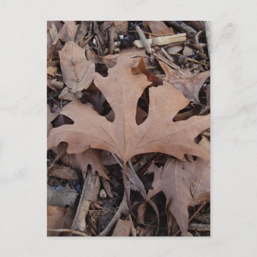 Autumn Leaf Briefkaart (Voorkant)