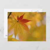 Autumn Leaf Briefkaart (Voorkant / Achterkant)